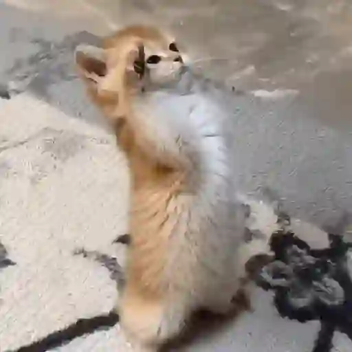 Kucing joget / dancing cat 13
