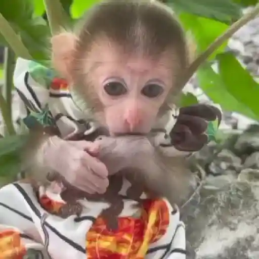 Monitos bonitos y tiernos🥰💕  14