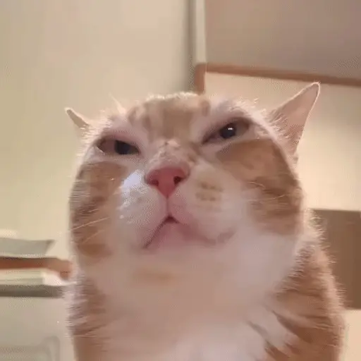 Gatos 😸🐈‍⬛ Michis funny 3🐈 6