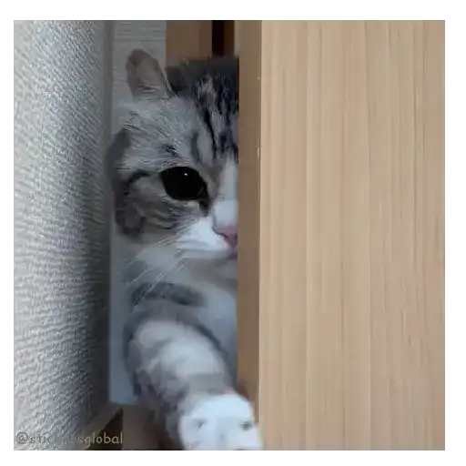 Gatos Memes 😼❤️ 1