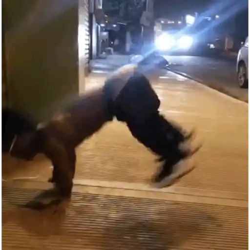 Enano coqueto 2