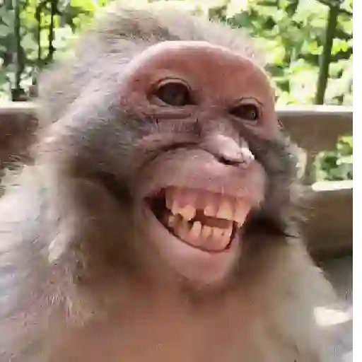 🐒 Monos Risas Meme 🙊🤣 XDXD 5