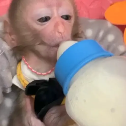 Monitos bonitos y tiernos🥰💕  13
