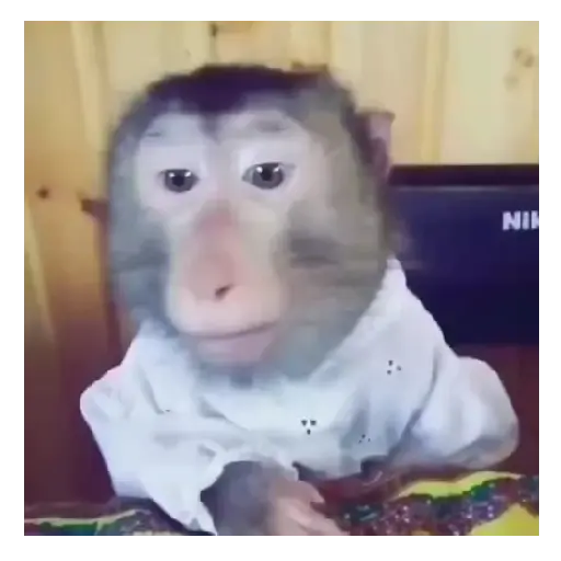 Mono TikTok 🐵 2