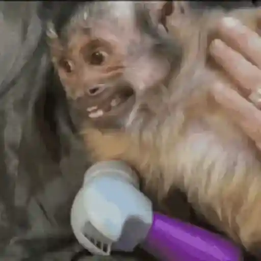 🐒 Monos Risas Meme 🙊🤣 XDXD 9