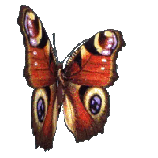 Mariposas 11
