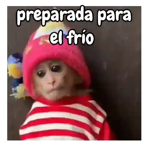 Frío de monos 🙉❄️ 11