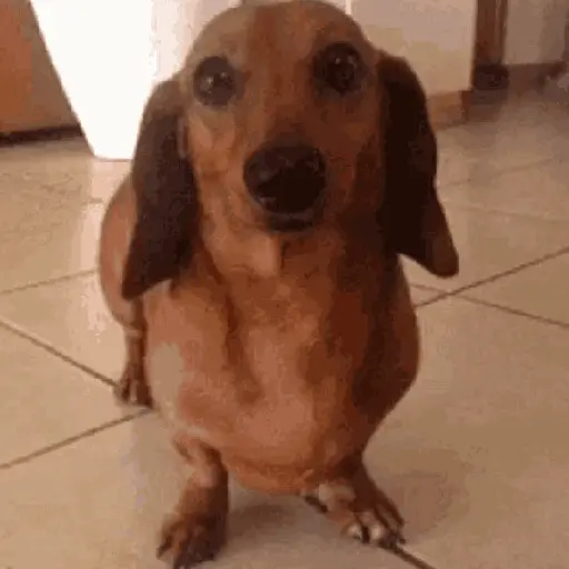 Perros salchicha 3
