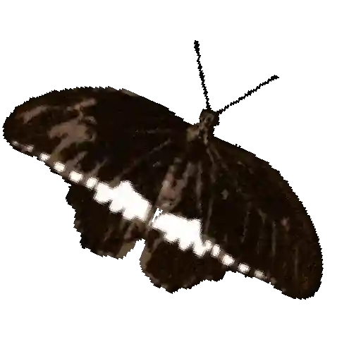 Mariposas 2