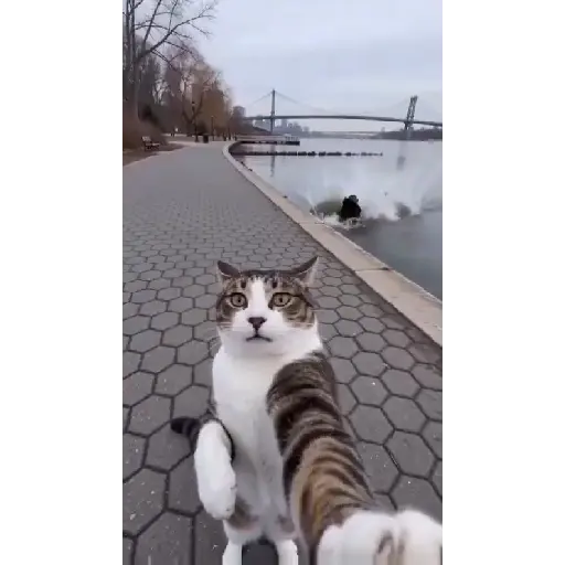 Más gatitos 23