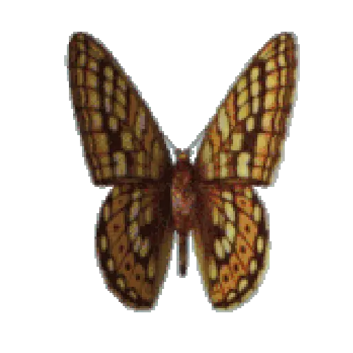 Mariposas 1