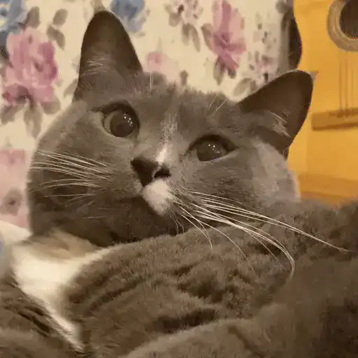 🐈 Gatos funny pal chat🐈‍⬛ 8