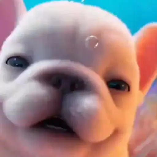 Pibble 🐶 Perro Pibble 🐶 11