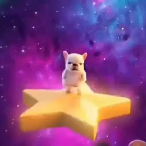 Pibble 🐶 Perro Pibble TikTok🪩 6