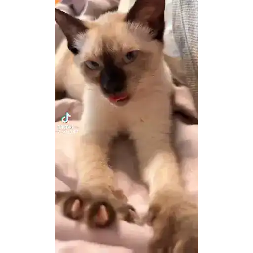 Más gatitos 30