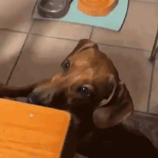 Perros salchicha 8