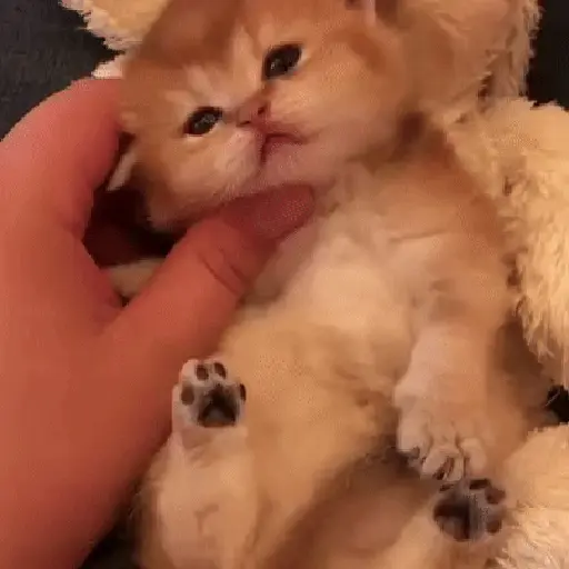 🐈 Gatos funny pal chat🐈‍⬛ 3