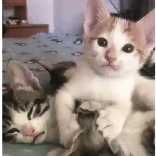 🐈 Gatos funny pal chat🐈‍⬛ 7