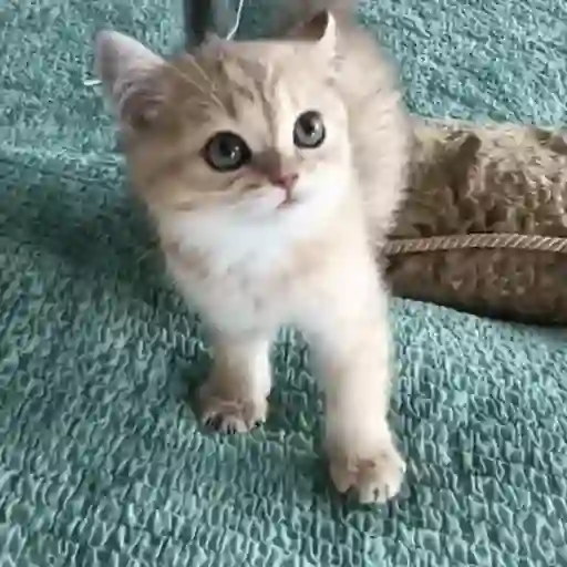 🐈 Gatos funny pal chat🐈‍⬛ 2