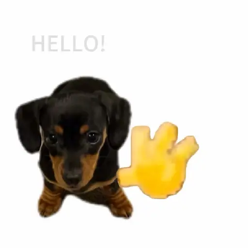 Perros salchicha 2