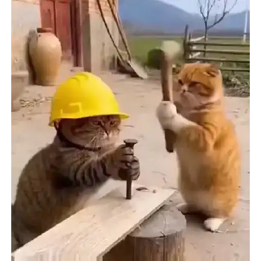 Más gatitos 13