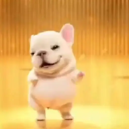 Pibble 🐶 Perro Pibble TikTok🪩 1