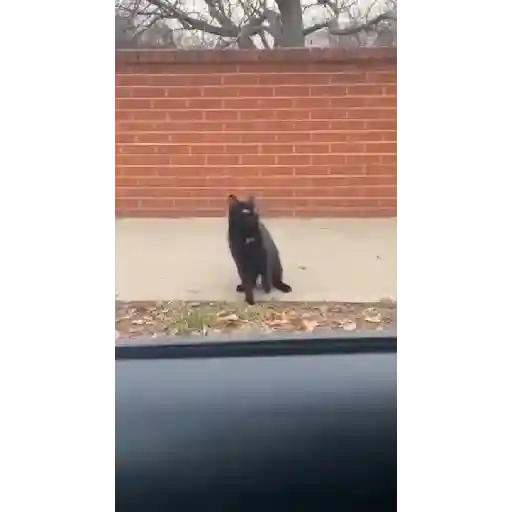 Más gatitos 7