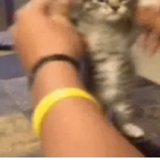 🐈 Gatos funny pal chat🐈‍⬛ 13