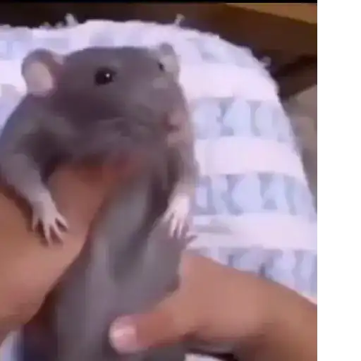 Macaco 2