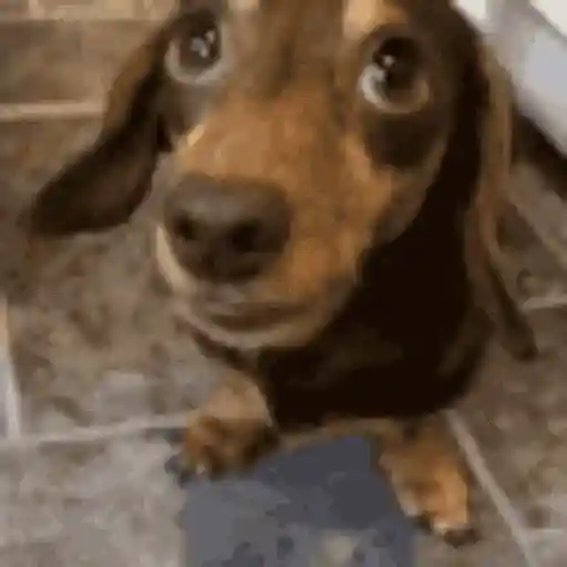 Perros salchicha 10