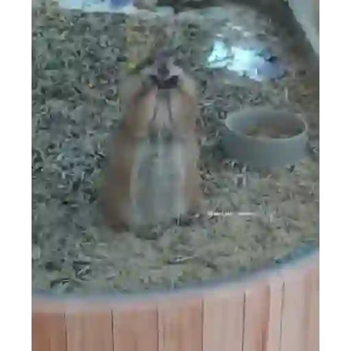 Más gatitos 3