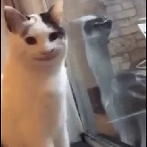 😂 HaHa Jajajajajaja 😂 13