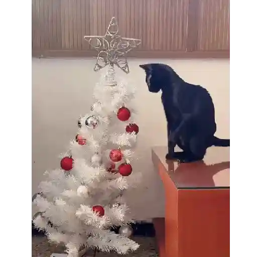 Gata loca 🤨🌲 9