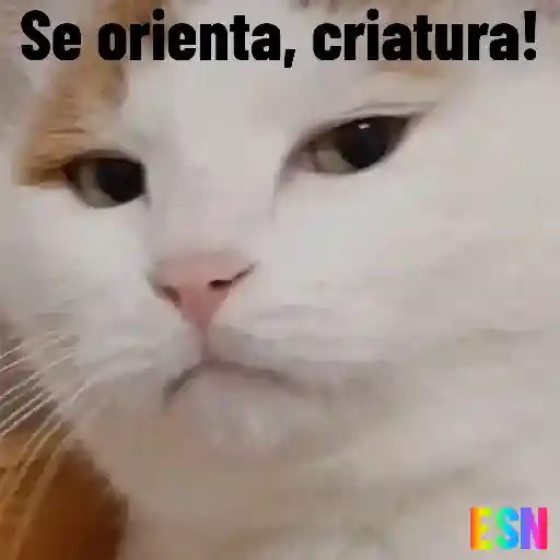 Legendados 3