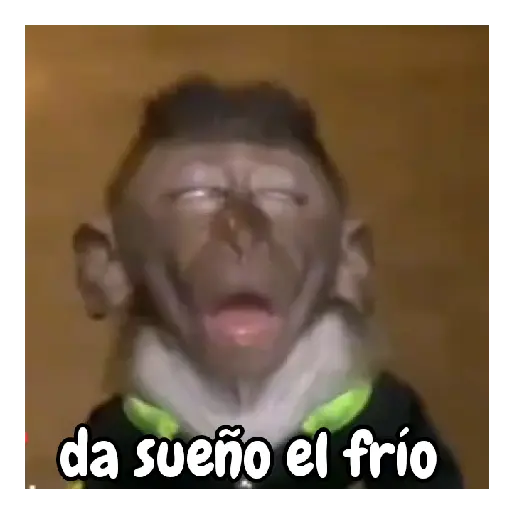 Frío de monos 🙉❄️ 2