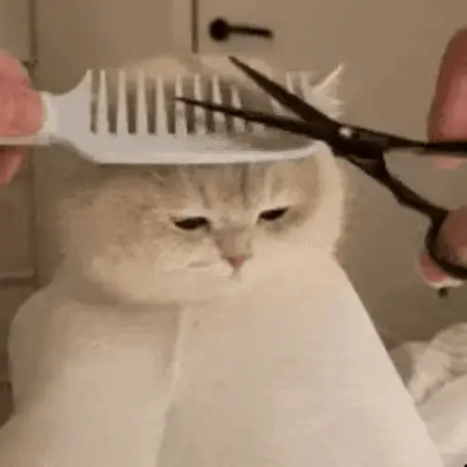 😻 Michis Gatos funny 🐈🐈‍⬛ 15