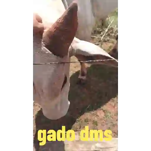 Cópia não comédia 1