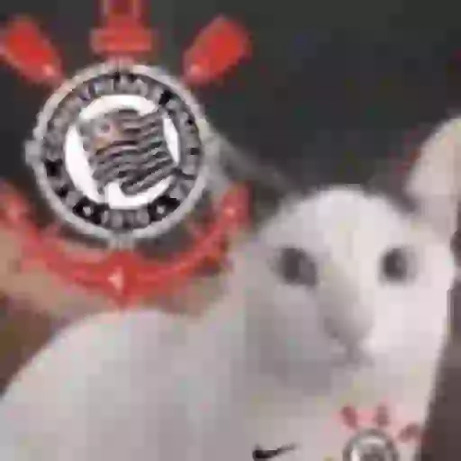 Corinthians  8