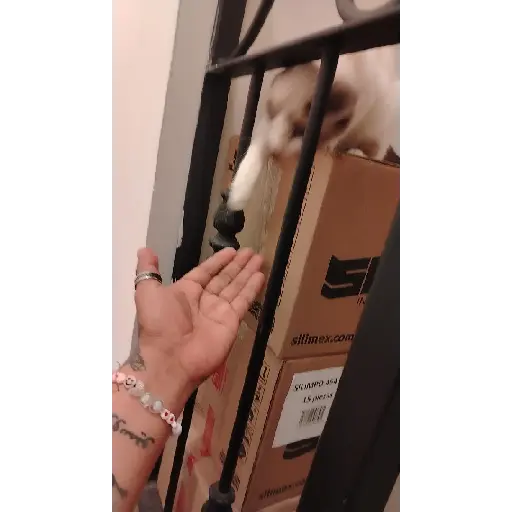 Más gatitos 16