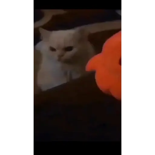 Más gatitos 5
