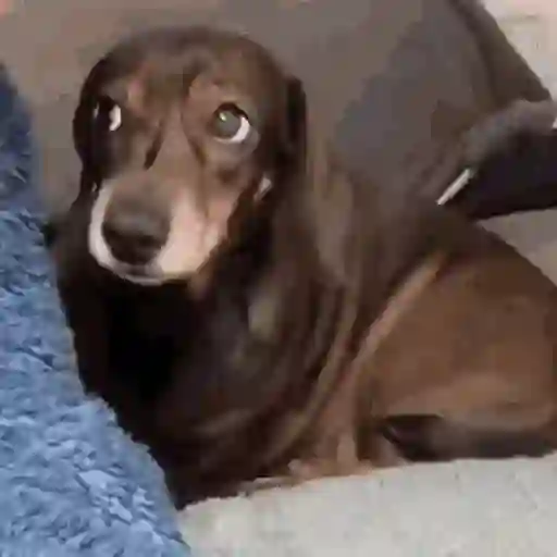 Perros salchicha 6