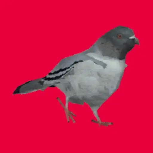 🕊Paloma migajera 🙃 1