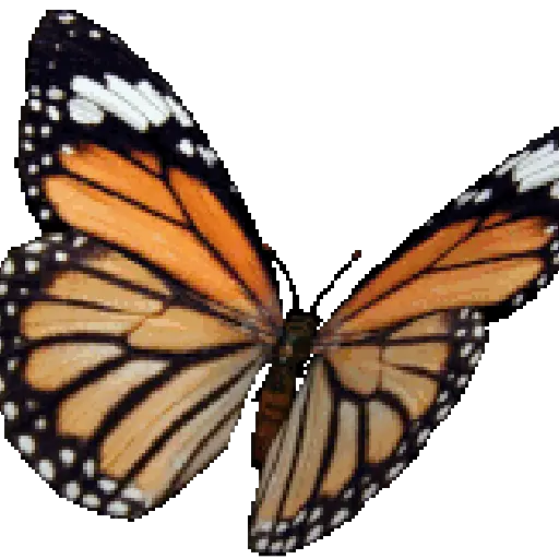 Mariposas 14