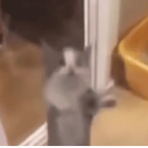 🐈 Gatos funny pal chat🐈‍⬛ 1
