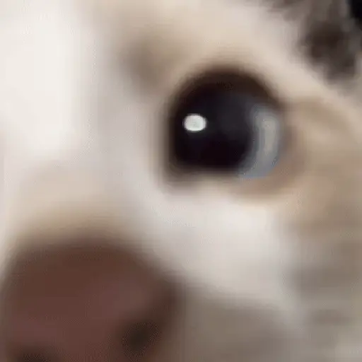 🐈 Gatos funny pal chat🐈‍⬛ 14