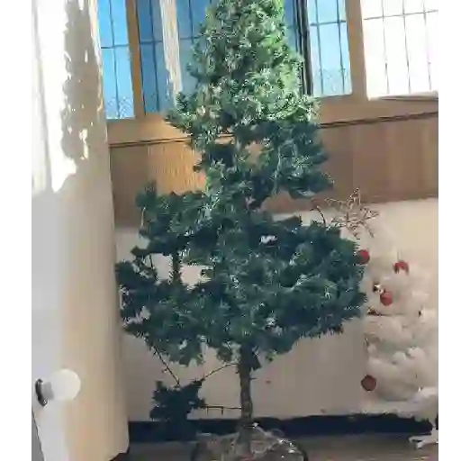 Gata loca 🤨🌲 10