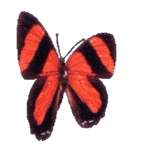 Mariposas 15