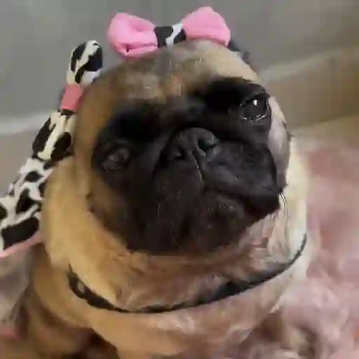 ❦̷ ⃝⃔❤⃪็ᭂƘcɦ̢ꫀ֟፝͞ᥲ𝛛ᥲ᬴᭄⃕͜ 
❤️ 13