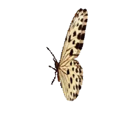 Mariposas 8