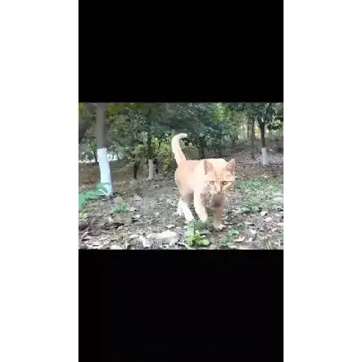 Más gatitos 6
